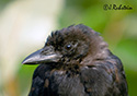 Corvus caurinus